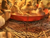 Chickens — عکس 3
