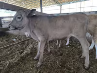 گاو نر, Swiss cattle — عکس 3