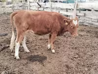 Bò cái, Simmental cattle — ảnh 1