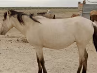 گھوڑی, Horse breed — تصویر 1