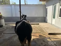 Mucca, Bovini — foto 3