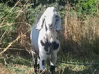 بکرا, Nubian Goat — تصویر 1