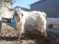 公山羊, Beetal goats — 照片 3