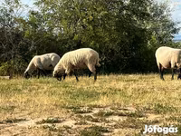 قوچ, Tsigai sheep — عکس 1