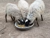 Pecore (lotto, sesso non specificato), Romanov sheep — foto 2