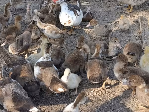 Ducks