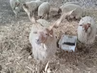 میش, Racka sheep — عکس 2