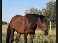 Hoppe, Nonius horse — foto 5