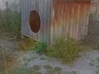 Taxta it evi REAL ALICIYA ENDİRİM OLACAQ 1m uzunluğu 1 metr eni 1.50+ — foto 2