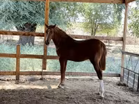 ፈረስ, Horses — ፎቶ 3