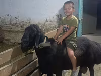 Kambing jantan, Arashan sheep — foto 5