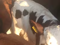 Bull, Cattle — photo 5