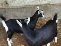 Ешкі, Alpine goat — 8-сурет