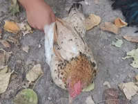 Chickens — fotografija 6