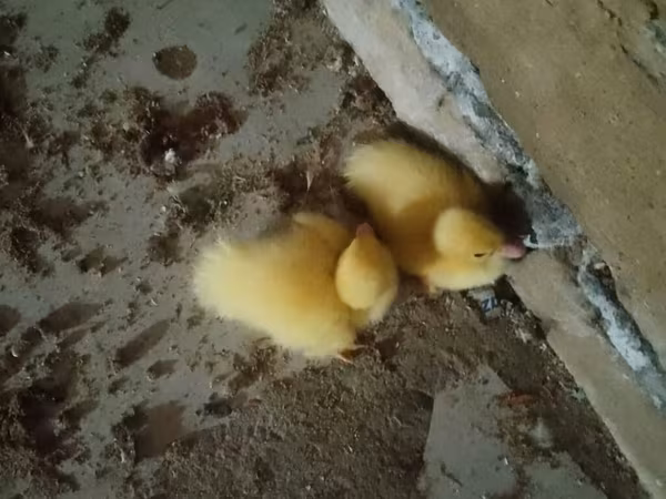 Ducks
