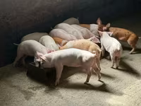 Scroafă, Porci — foto 2
