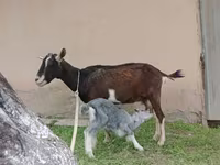 თხა, Alpine goat — ფოტო 6
