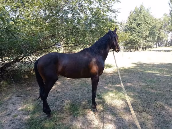 Kůň, Thoroughbred horse