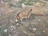 ছাগী, Nubian Goat — ছবি 4