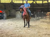雄馬, Standardbred — 写真 5