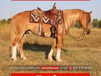 Aygʻir, Gypsy horse — 1-rasm