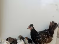 Chickens — الصورة 3