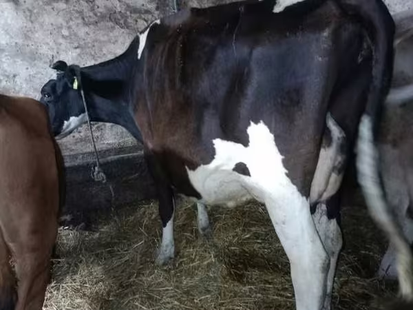 Sigir, Gollandiyalik zot