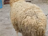 Ram, Schapen — foto 3