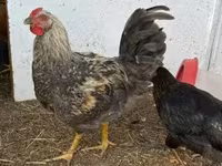 Chickens — عکس 3