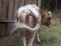Lembu jantan, Cattle — foto 7