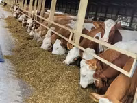 ላም, Cattle — ፎቶ 8
