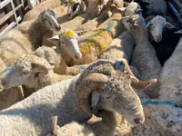 Sheep, Sheep — photo 2