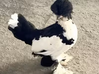 Chickens — foto 2