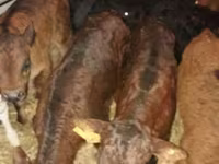 Bovinos (lote, sexo no especificado), Ganado vacuno — foto 8