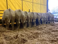 Dibi, Simmental cattle — sawirka 1