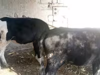 Lembu betina, Russian Black pied cattle — foto 1