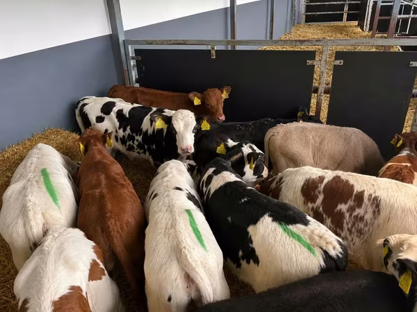 Toro, Bovini