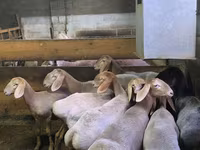 بھیڑ, Arashan sheep — تصویر 5