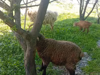 Kambing jantan, Sheep — foto 2