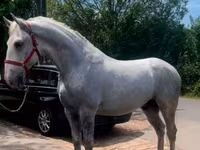 குதிரை, Lipizzaner — புகைப்படம் 1