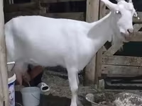 Ged, Saanen goat — foto 2