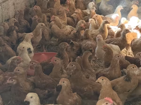 Chickens