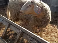 Ram, Assaf sheep — photo 3