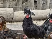 بوليش — الصورة 2