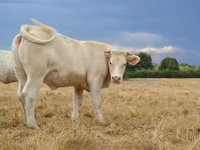 Ko, Charolais cattle — foto 1