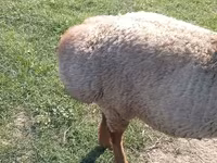 Beran, Arashan sheep — foto 1