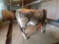 Vacă, Bovine — foto 1