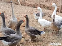 Geese — عکس 7