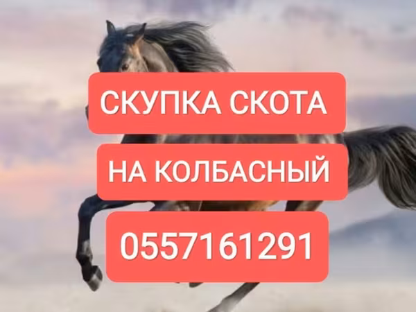 Коњи