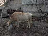 Vacă, Bovine — foto 2
